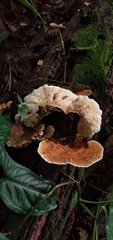 Trametes tenuis