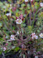 Boronia parviflora