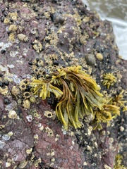Pelvetiopsis limitata