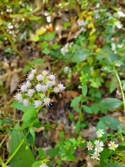 Fleischmannia incarnata