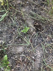 Thomomys talpoides