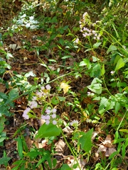 Fleischmannia incarnata