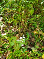 Fleischmannia incarnata