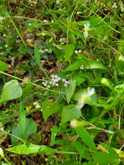 Fleischmannia incarnata