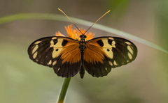 Heliconius hecale melicerta