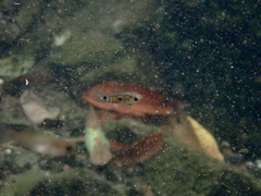 Poecilia reticulata