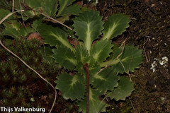 Saxifraga spathularis