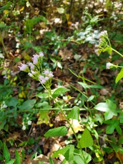 Fleischmannia incarnata