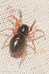 Trachelidae