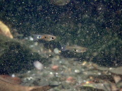 Poecilia reticulata