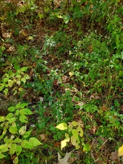 Fleischmannia incarnata