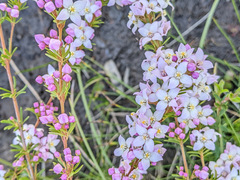 Boronia pilosa