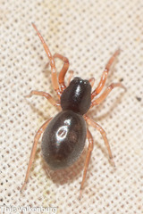 Trachelidae