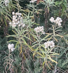 Anaphalis margaritacea