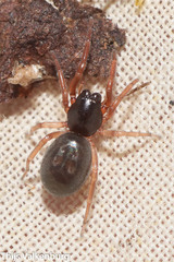 Trachelidae