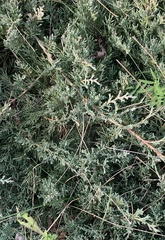 Juniperus horizontalis
