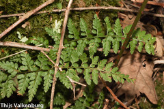 Asplenium billotii