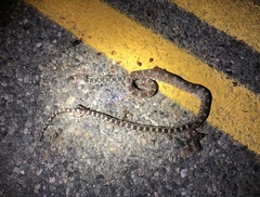 Pituophis catenifer deserticola