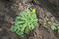 Crepidiastrum lanceolatum