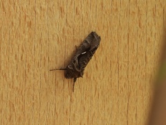 Chrysodeixis subsidens