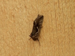 Chrysodeixis subsidens