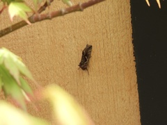 Chrysodeixis subsidens