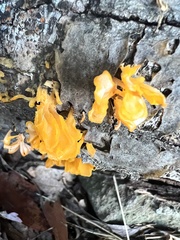 Dacrymyces spathularia