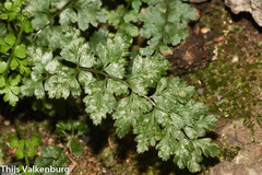 Asplenium billotii