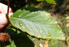 Acalitus ferrugineum