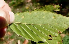 Acalitus ferrugineum