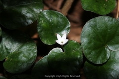 Geophila repens