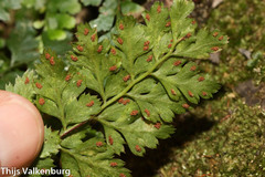 Asplenium billotii