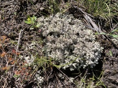 Pulchrocladia retipora