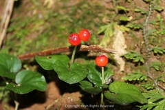 Geophila repens