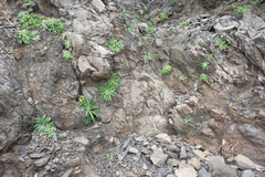 Crepidiastrum lanceolatum
