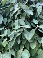 Viburnum rhytidophyllum