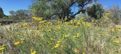 Senecio flaccidus monoensis