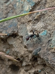 Orthonotomyrmex