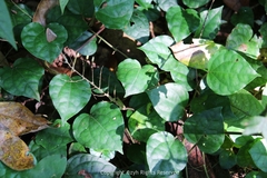 Geophila repens