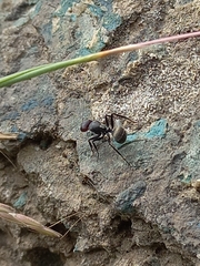 Orthonotomyrmex