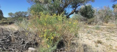 Senecio flaccidus monoensis