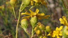 Senecio flaccidus monoensis