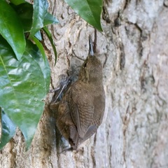 Troglodytes aedon rufescens