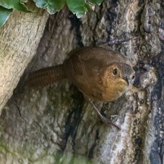 Troglodytes aedon rufescens