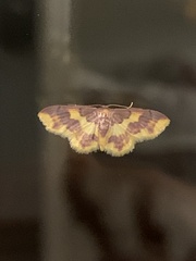 Lophosis labeculata