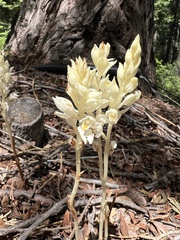 Cephalanthera austiniae