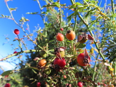 Rosa transmorrisonensis
