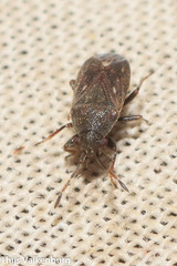 Stygnocoris