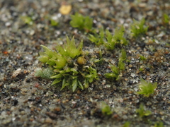 Physcomitrium patens