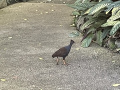 Megapodius reinwardt